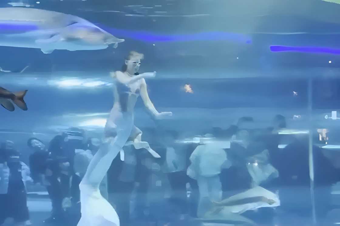 Russian performer, inatake ng higanteng isda habang nagtatanghal bilang sirena sa aquarium Russian performer, inatake ng higanteng isda habang nagtatanghal bilang sirena sa aquarium