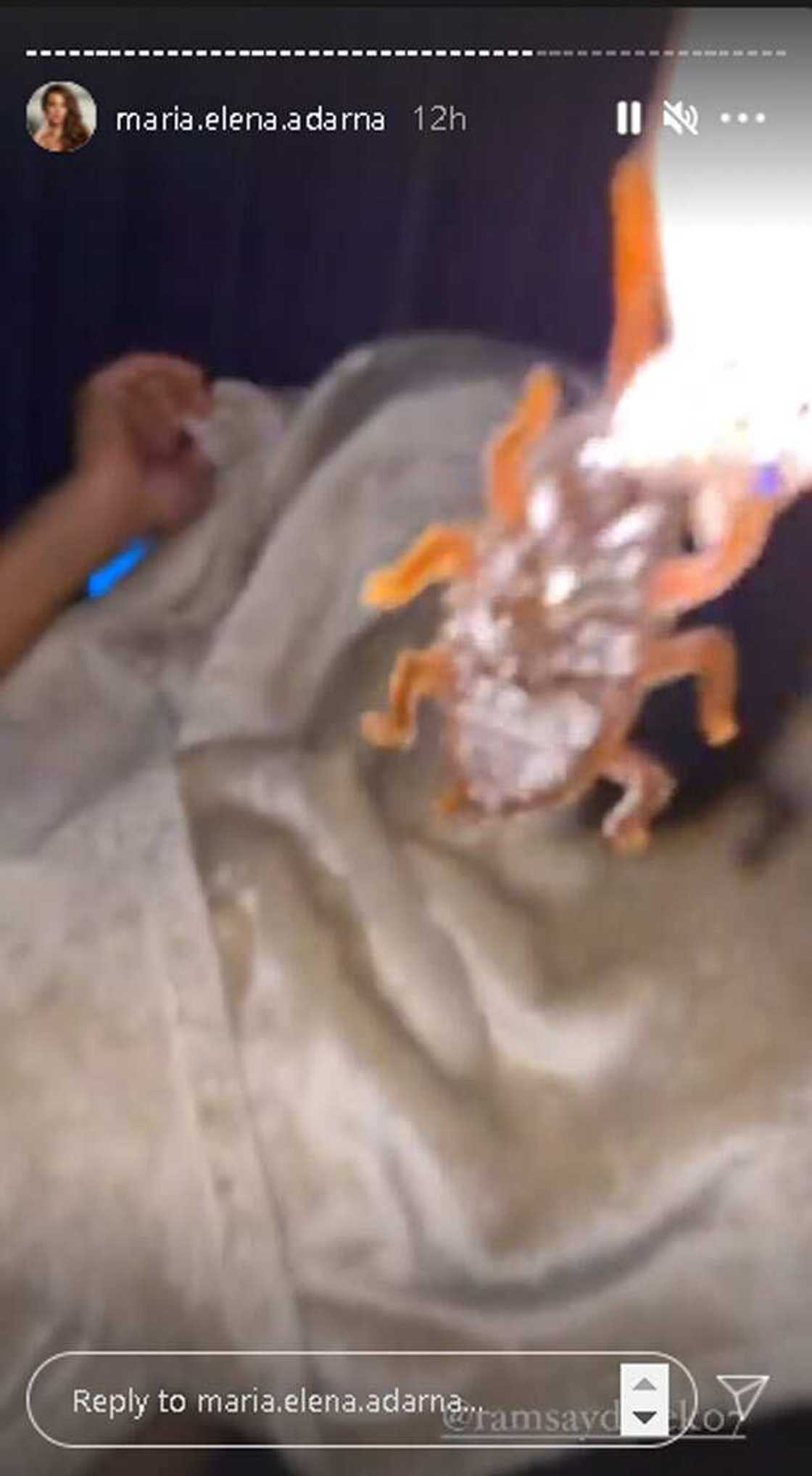 Video ni Derek Ramsay na panic mode nang tinakot ni Ellen ng plastic na ipis, viral Video ni Derek Ramsay na panic mode nang tinakot ni Ellen ng plastic na ipis, viral