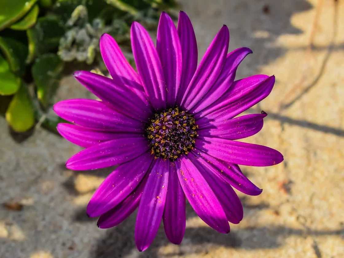 Gerbera: planting and care at home and in the garden Gerbera: planting and care at home and in the garden