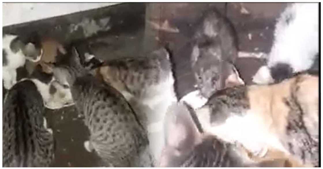 Video ng mga pusa na kasalo sa pagkain ang isang daga, kinaaliwan Video ng mga pusa na kasalo sa pagkain ang isang daga, kinaaliwan