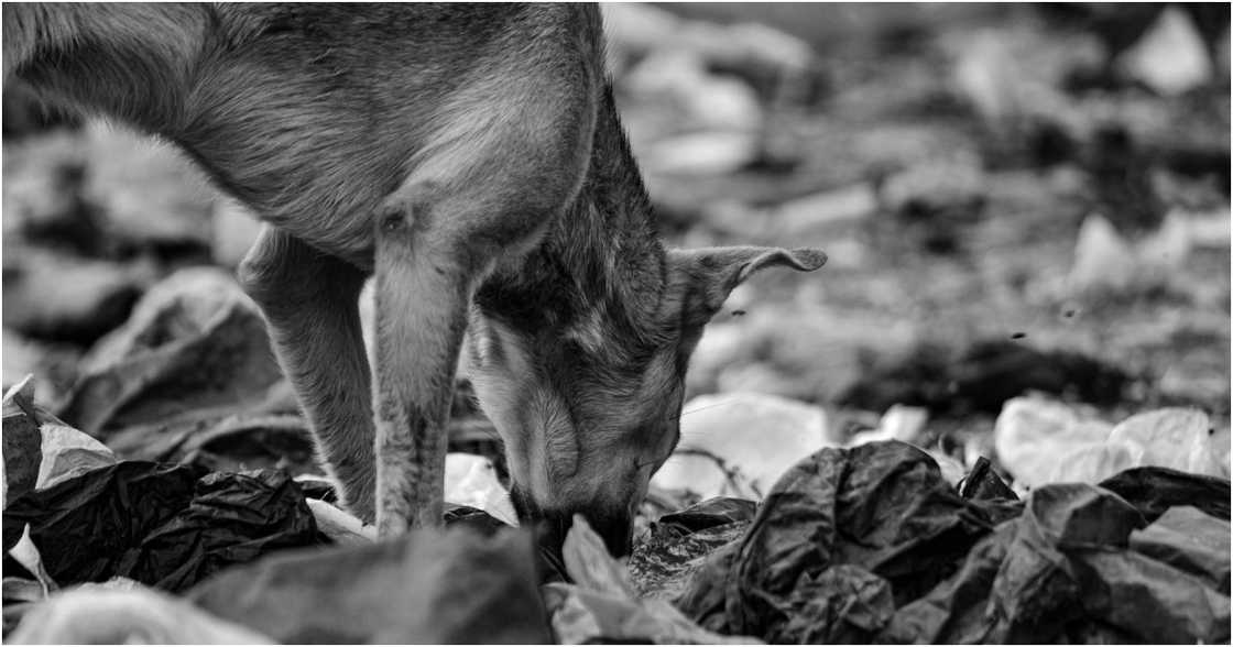 Frostee Lens Ug on Pexels Frostee Lens Ug on Pexels