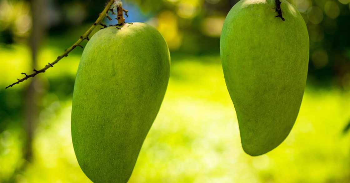 Photo: Man dies after picking mangoes Photo: Man dies after picking mangoes