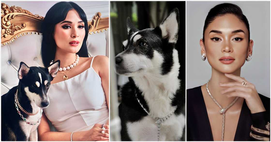 Heart Evangelista, Ipinasuot sa aso nya ang Bvlgari necklace na iniendorso ni Pia Wurtzbach