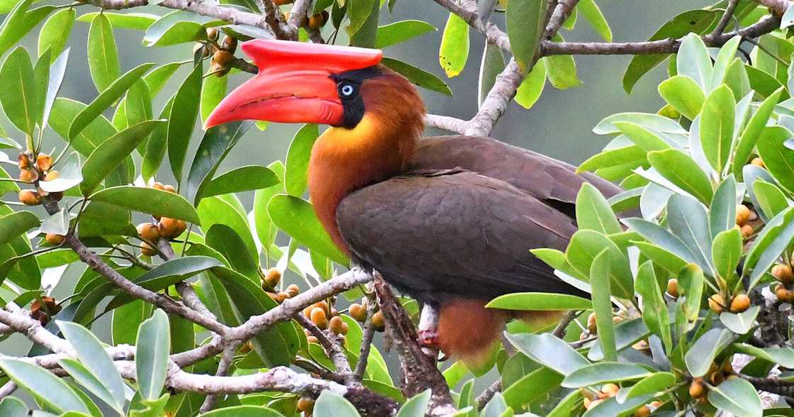Hornbills’ cries foiled smuggling attempt in Sarangani; suspect apprehended