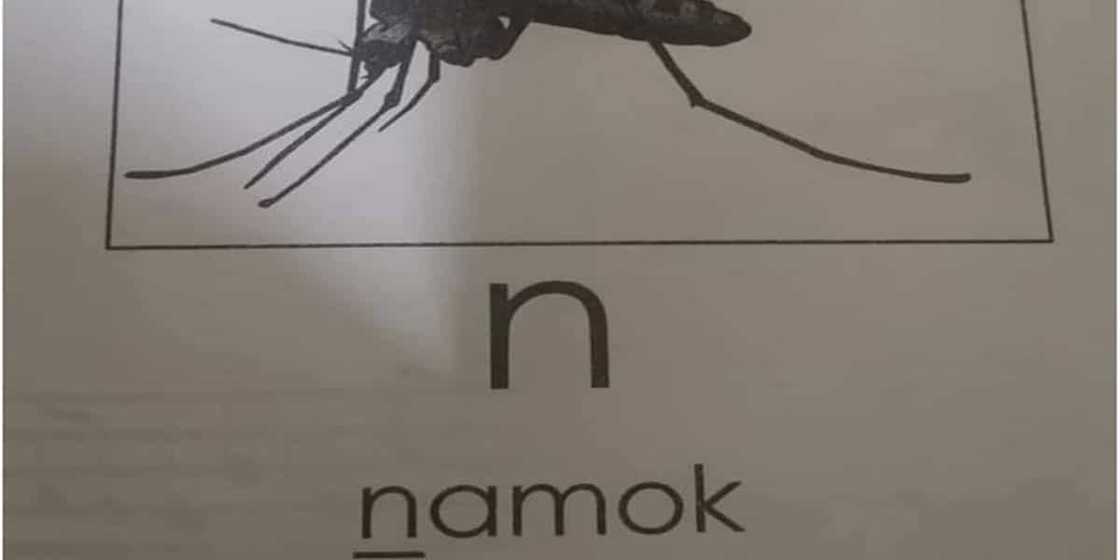 Module that called mosquitoes as "namok" in Tagalog goes viral