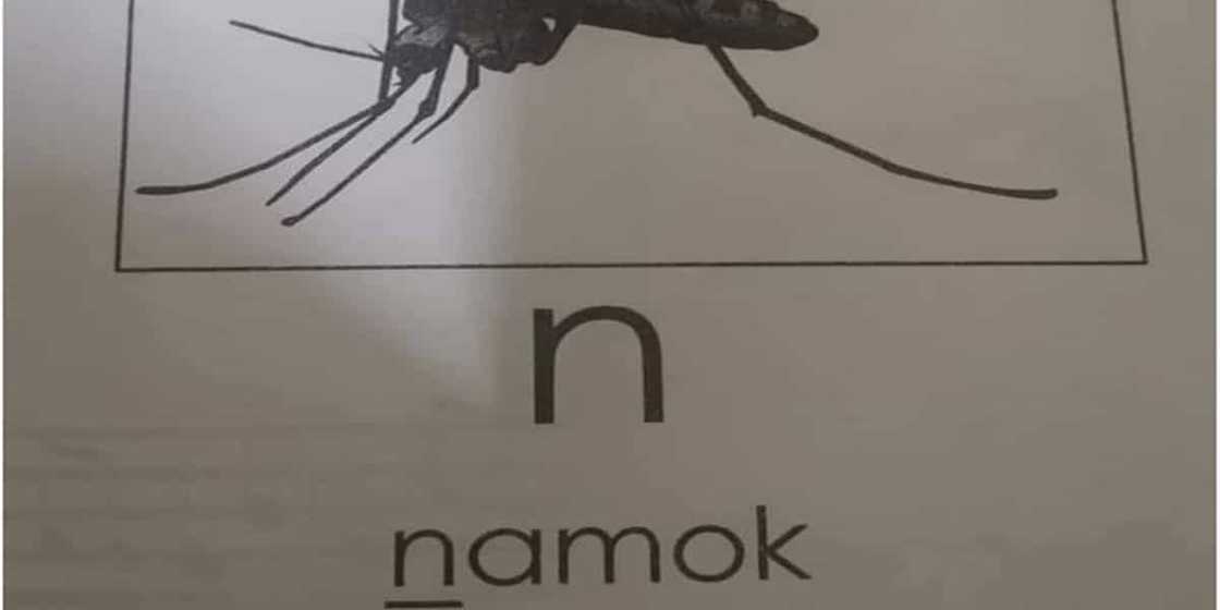 Module that called mosquitoes as "namok" in Tagalog goes viral Module that called mosquitoes as "namok" in Tagalog goes viral