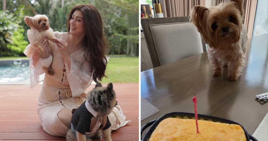 Carla Abellana celebrates her dog Bubbly’s 13th birthday with heartfelt social media post Carla Abellana celebrates her dog Bubbly’s 13th birthday with heartfelt social media post