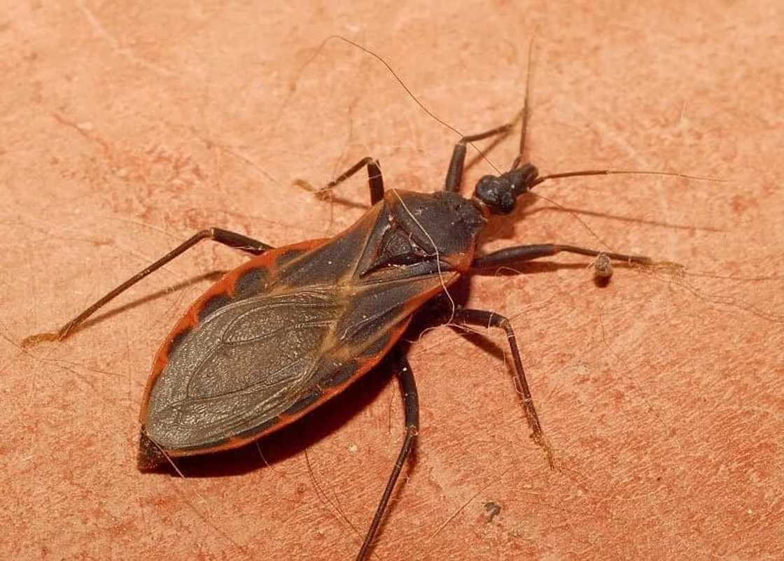 Kissing bugs infecting Filipinos with deadly Chagas disease Kissing bugs infecting Filipinos with deadly Chagas disease