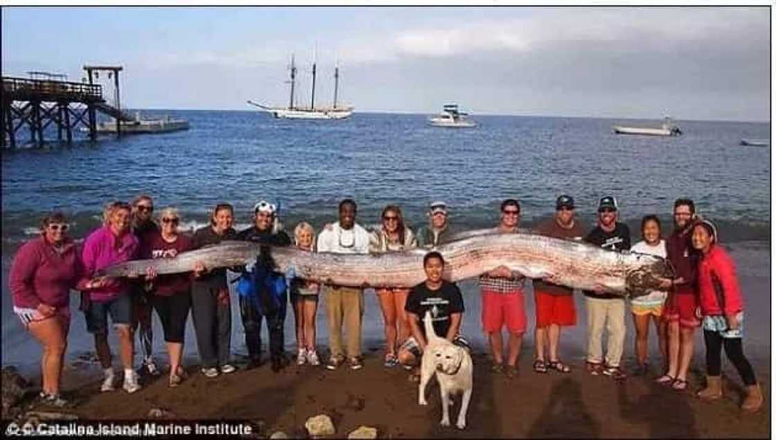 LINDOL dapat bang asahan sa PILIPINAS? Kakaibang lamang dagat na may habang 30 feet senyales daw! LINDOL dapat bang asahan sa PILIPINAS? Kakaibang lamang dagat na may habang 30 feet senyales daw!