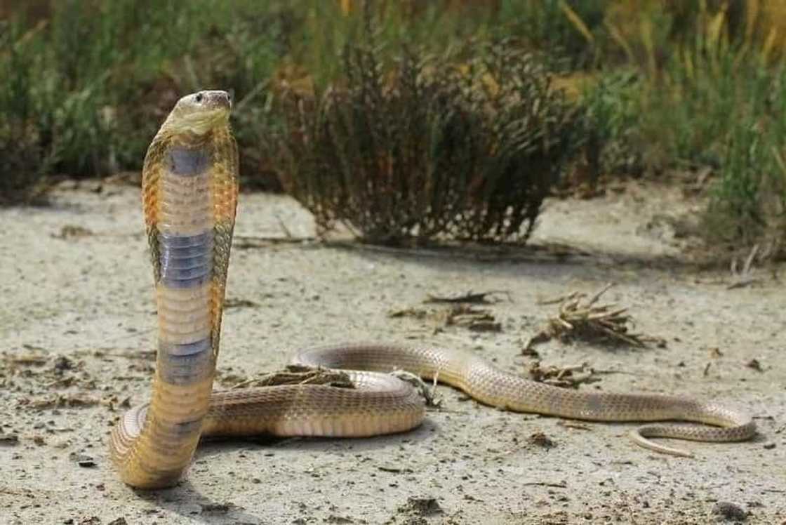 'Cobra King' from Sorsogon dies from the bite of his own pet snake 'Cobra King' from Sorsogon dies from the bite of his own pet snake