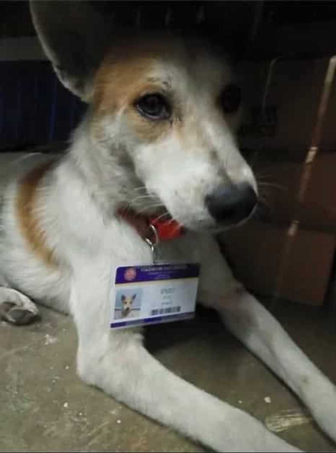 Stray dog has own ID, allowed to enter QC school Stray dog has own ID, allowed to enter QC school