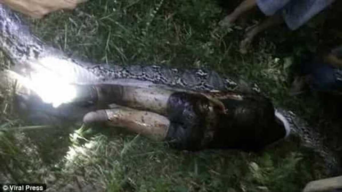 In a search for a missing neighbor, locals spotted a reticulated python. After killing this fattened monster they stop leaving their houses by night. In a search for a missing neighbor, locals spotted a reticulated python. After killing this fattened monster they stop leaving their houses by night.