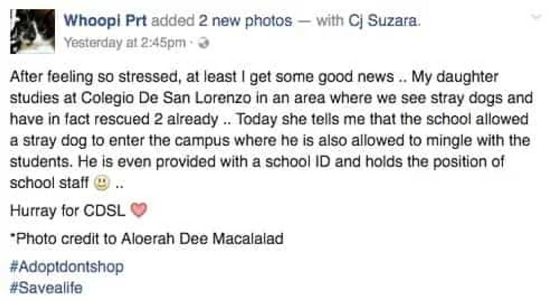 Stray dog has own ID, allowed to enter QC school Stray dog has own ID, allowed to enter QC school