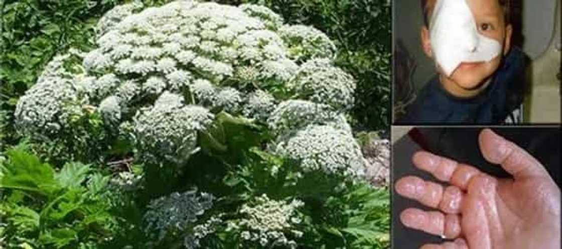 If you see this plant, whatever you do, do NOT touch it! If you see this plant, whatever you do, do NOT touch it!