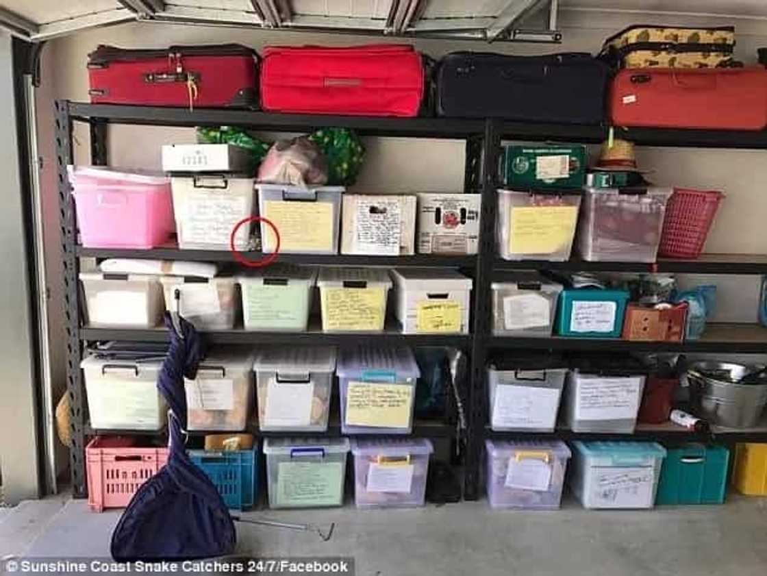 Homeowners spotted a 5-ft. snake in their garage. When they came back for it, they were surprised to see it camouflaged so well... Homeowners spotted a 5-ft. snake in their garage. When they came back for it, they were surprised to see it camouflaged so well...