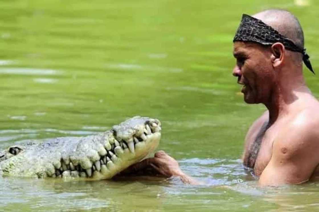 Dangerous friendship: meet the man who swims daily with a 5-meter crocodile Dangerous friendship: meet the man who swims daily with a 5-meter crocodile