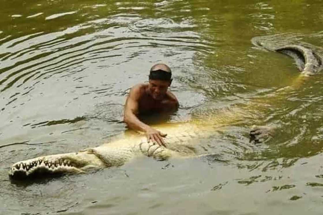 Dangerous friendship: meet the man who swims daily with a 5-meter crocodile Dangerous friendship: meet the man who swims daily with a 5-meter crocodile