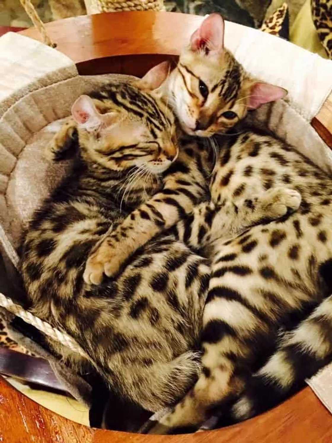 5 Must-visit themed cafes in Metro Manila 5 Must-visit themed cafes in Metro Manila