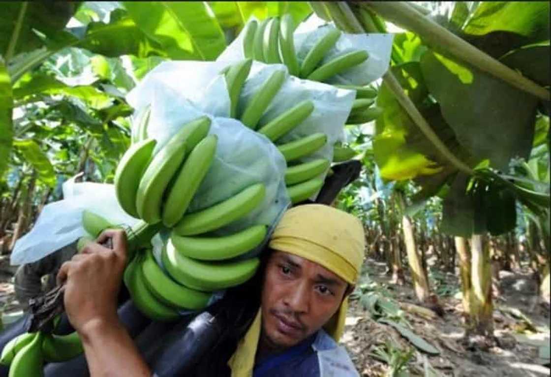 A banana plantation in Maguindanao quelled terrorism in one barangay; here’s how A banana plantation in Maguindanao quelled terrorism in one barangay; here’s how