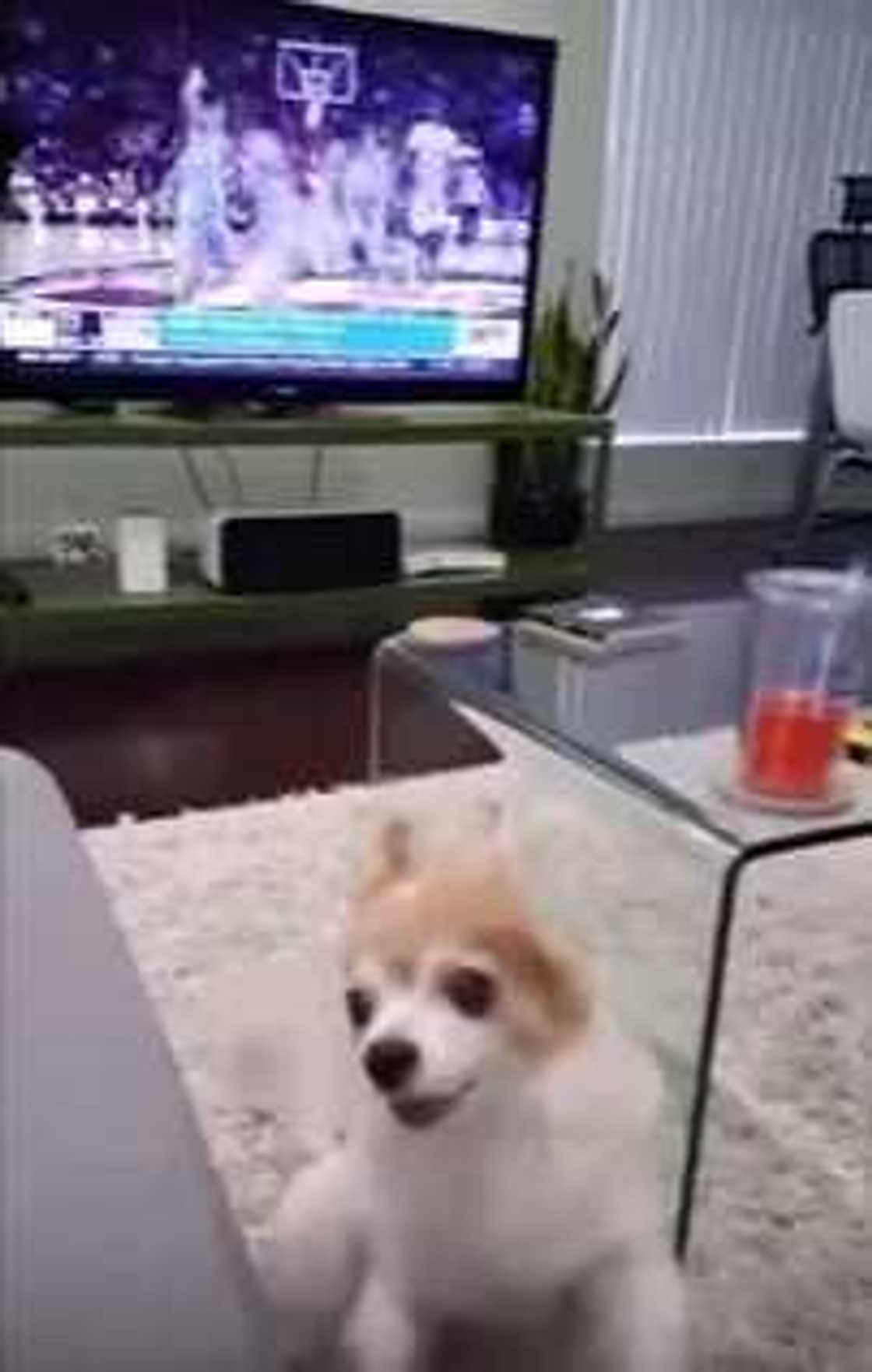 Dog's reaction after owner raised his middle finger went viral