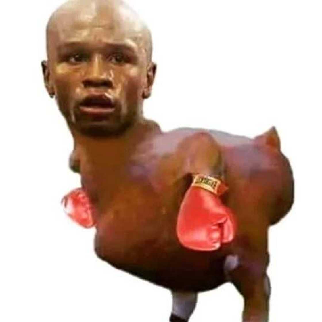 Funniest Pacquiao memes of all time Funniest Pacquiao memes of all time