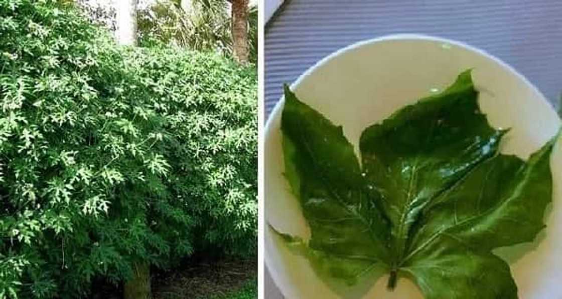 This plant is called “GOD’S GIFT” as it can cure more than 100 diseases! This plant is called “GOD’S GIFT” as it can cure more than 100 diseases!