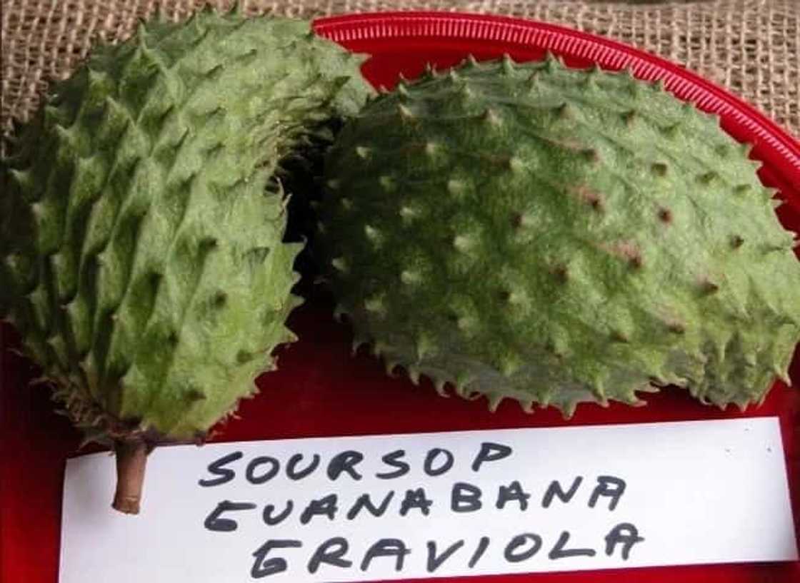 The leaves of soursop are 1.000 times stronger at killing cancer cells than chemotherapy! The leaves of soursop are 1.000 times stronger at killing cancer cells than chemotherapy!