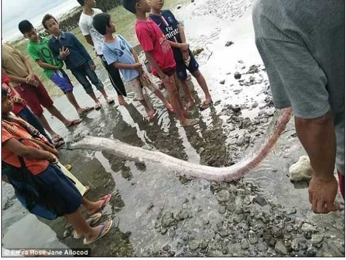 LINDOL dapat bang asahan sa PILIPINAS? Kakaibang lamang dagat na may habang 30 feet senyales daw! LINDOL dapat bang asahan sa PILIPINAS? Kakaibang lamang dagat na may habang 30 feet senyales daw!