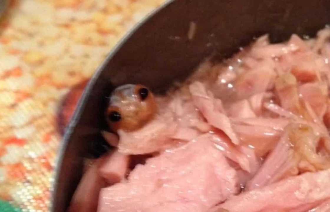 Scary Creature Scary Creature