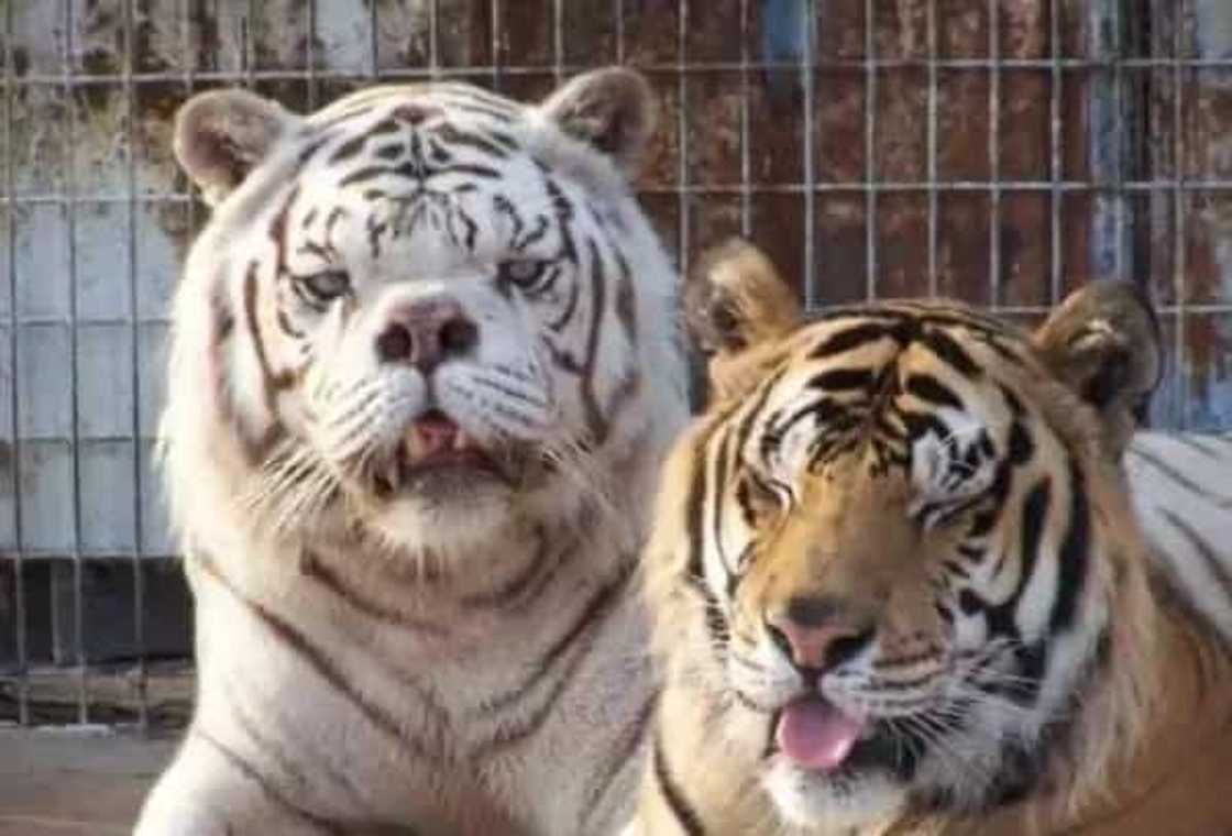 Say hello to Kenny, the inbred white tiger with down syndrome Say hello to Kenny, the inbred white tiger with down syndrome