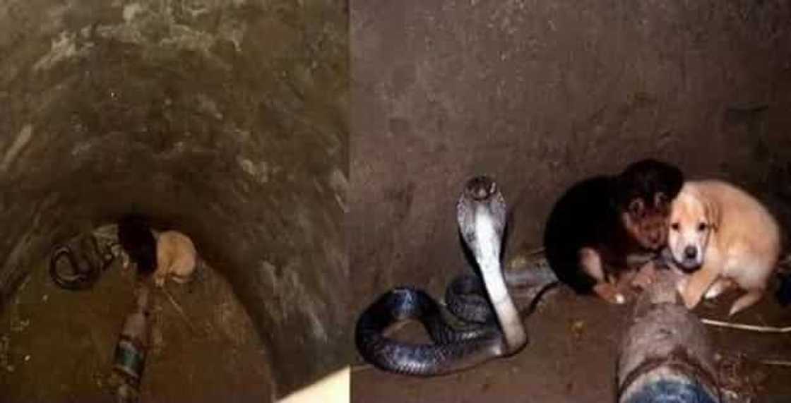 puppies-cobra puppies-cobra