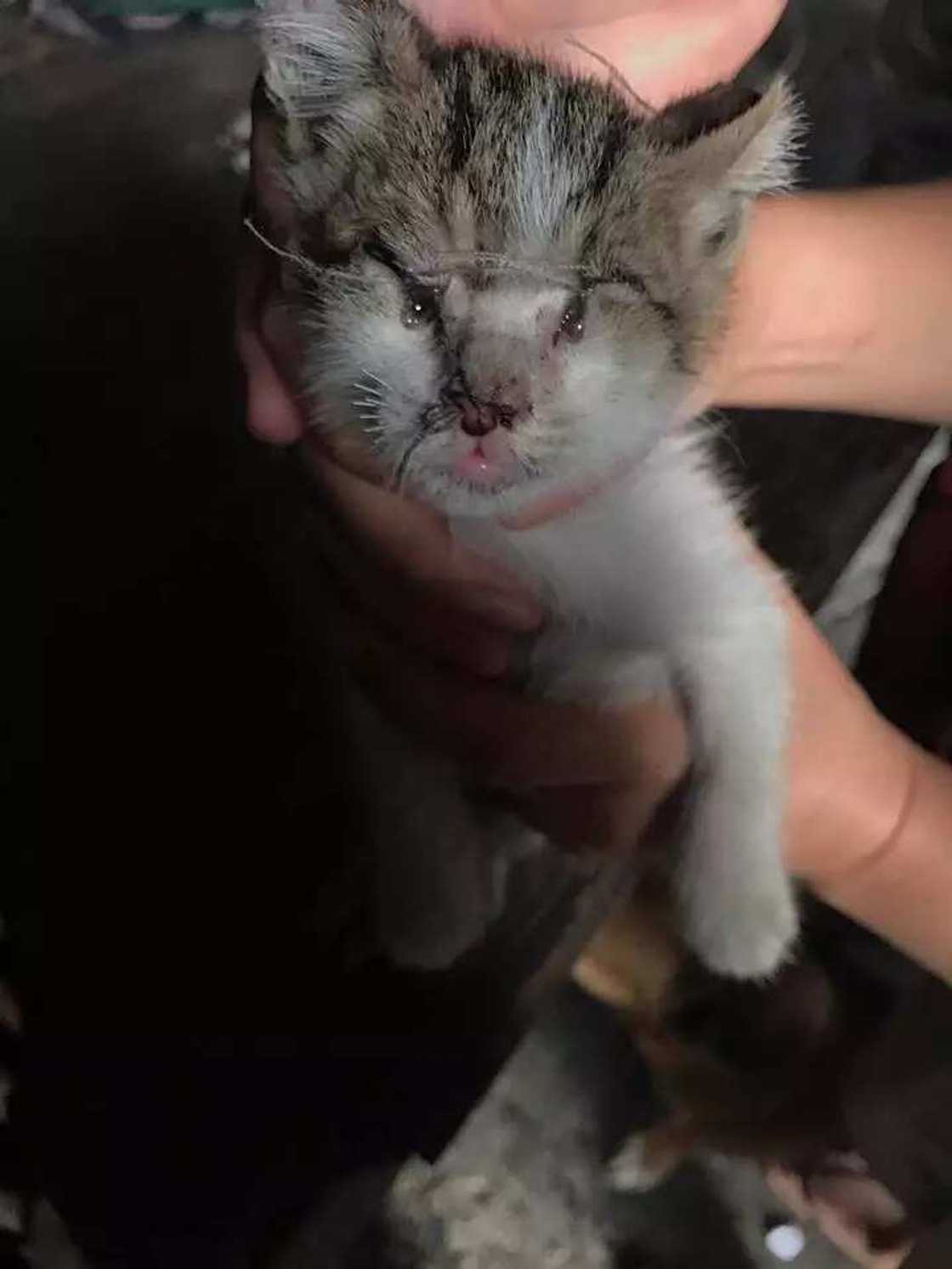 poor-kitten poor-kitten
