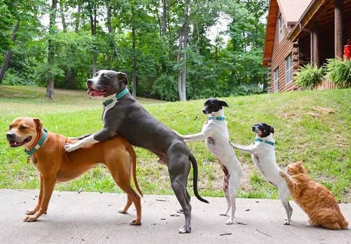 catdog catdog