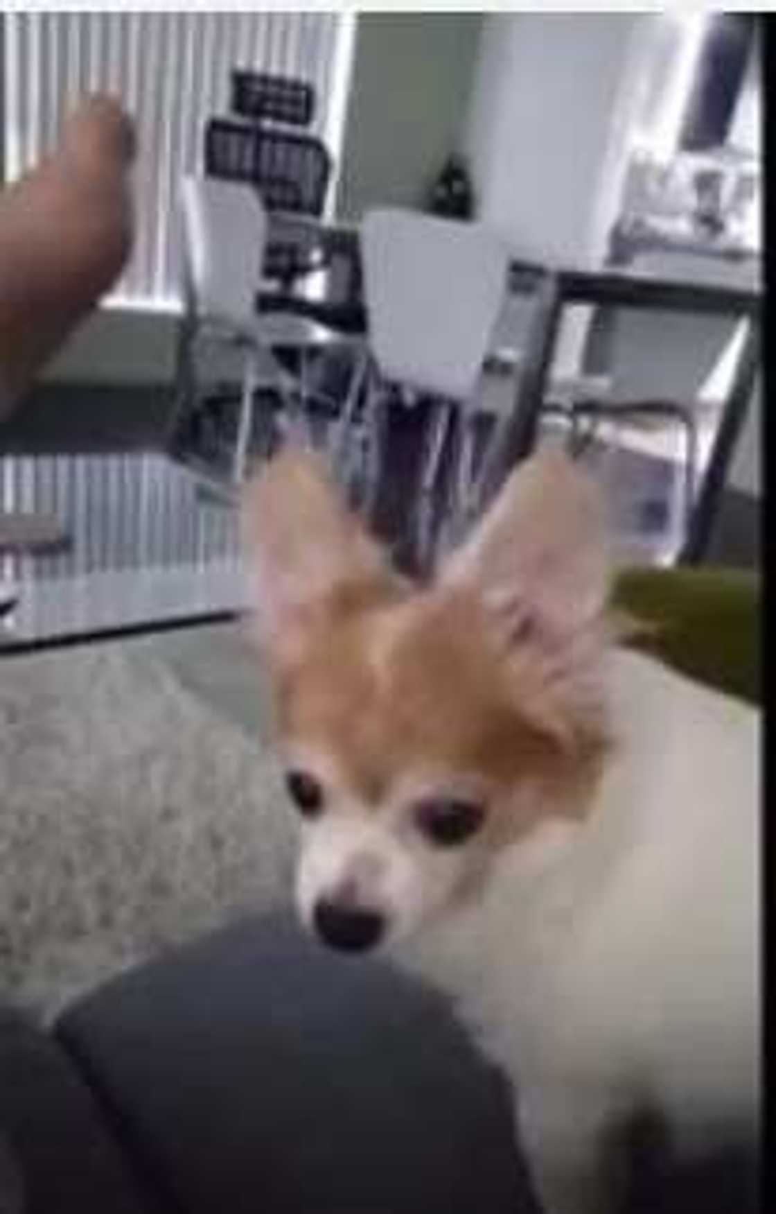 Dog's reaction after owner raised his middle finger went viral Dog's reaction after owner raised his middle finger went viral