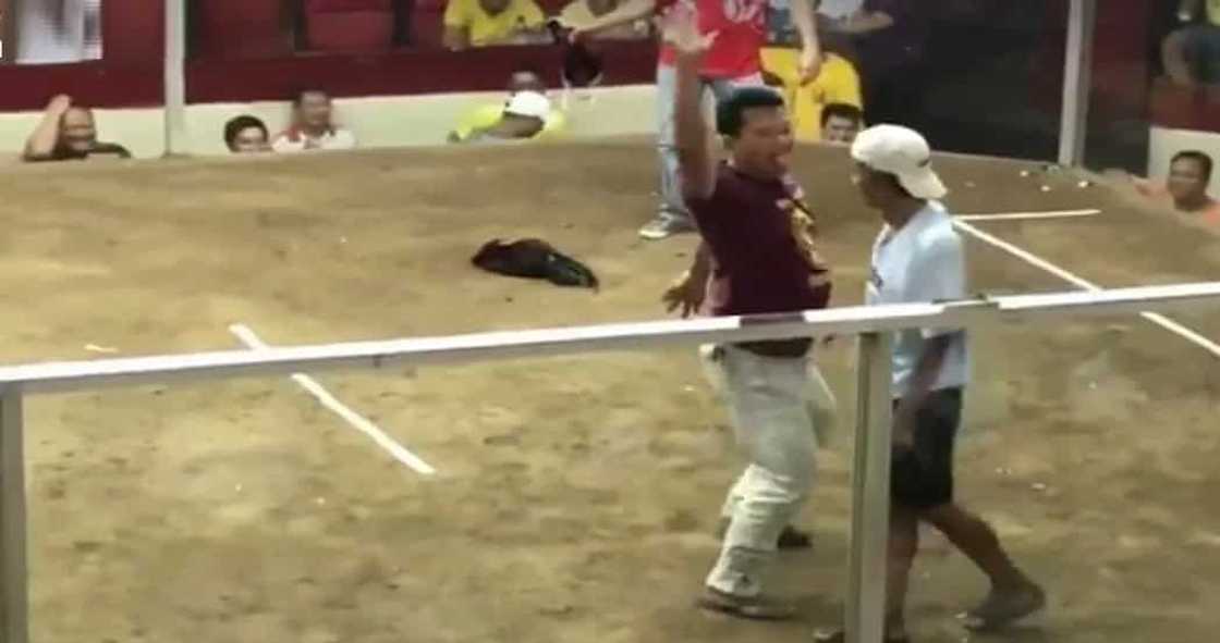 cocky-dancer cocky-dancer