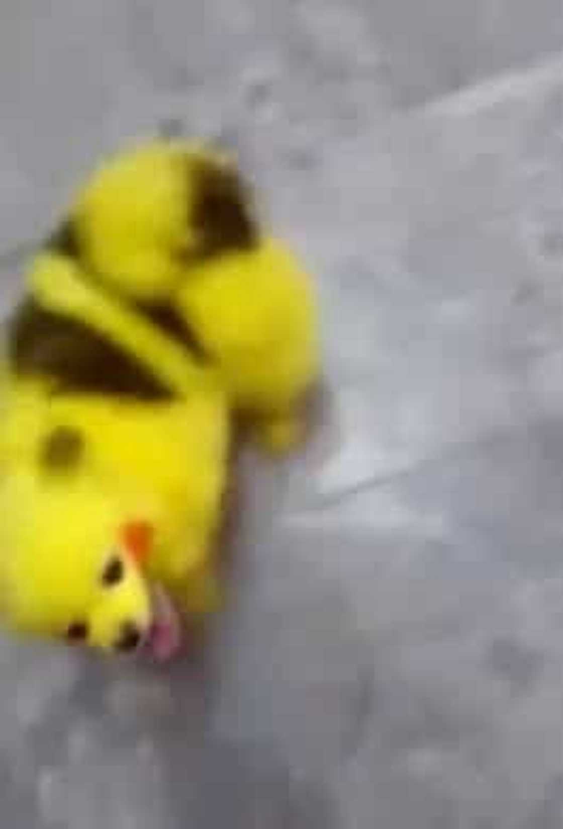 Pokemon fan outraged 'netizens' with his dog's viral video Pokemon fan outraged 'netizens' with his dog's viral video