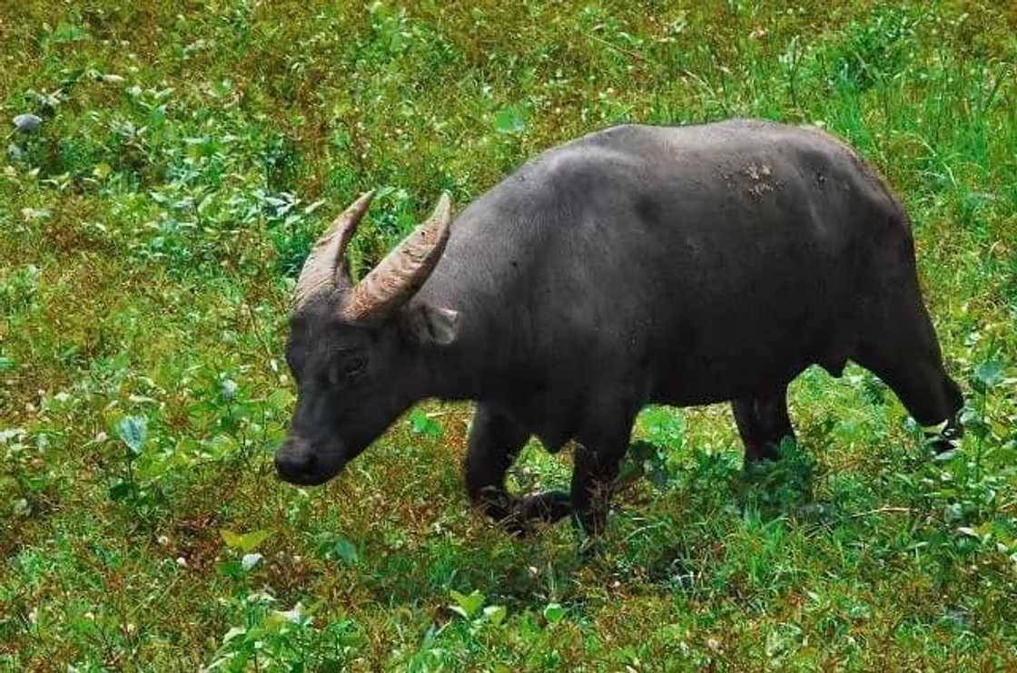 Thousands of carabaos like this feed their masters in the Philippines and around the world