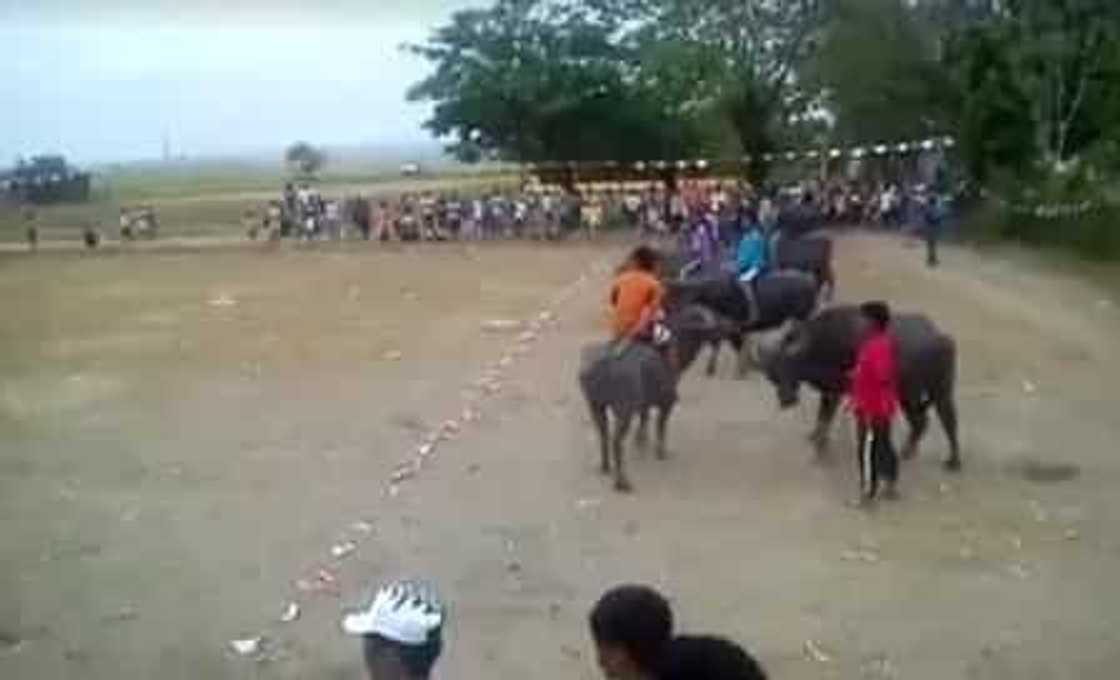 Video of Carabao race went viral Video of Carabao race went viral
