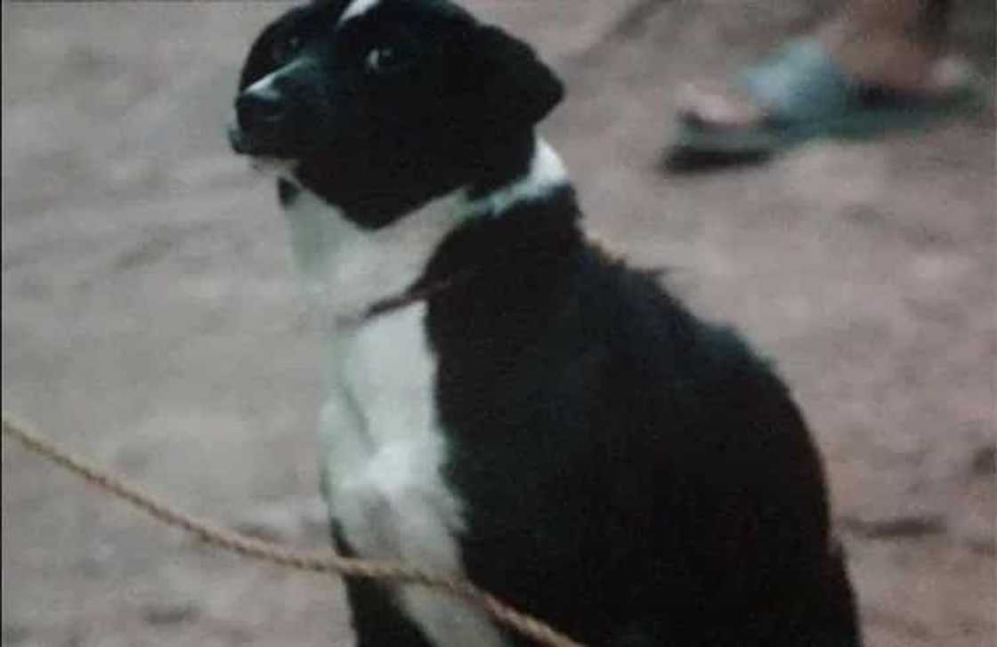 killed-dog killed-dog