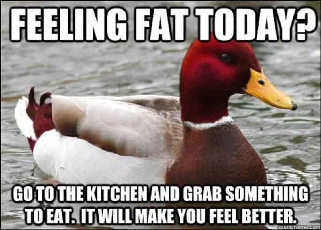 fatmeme fatmeme