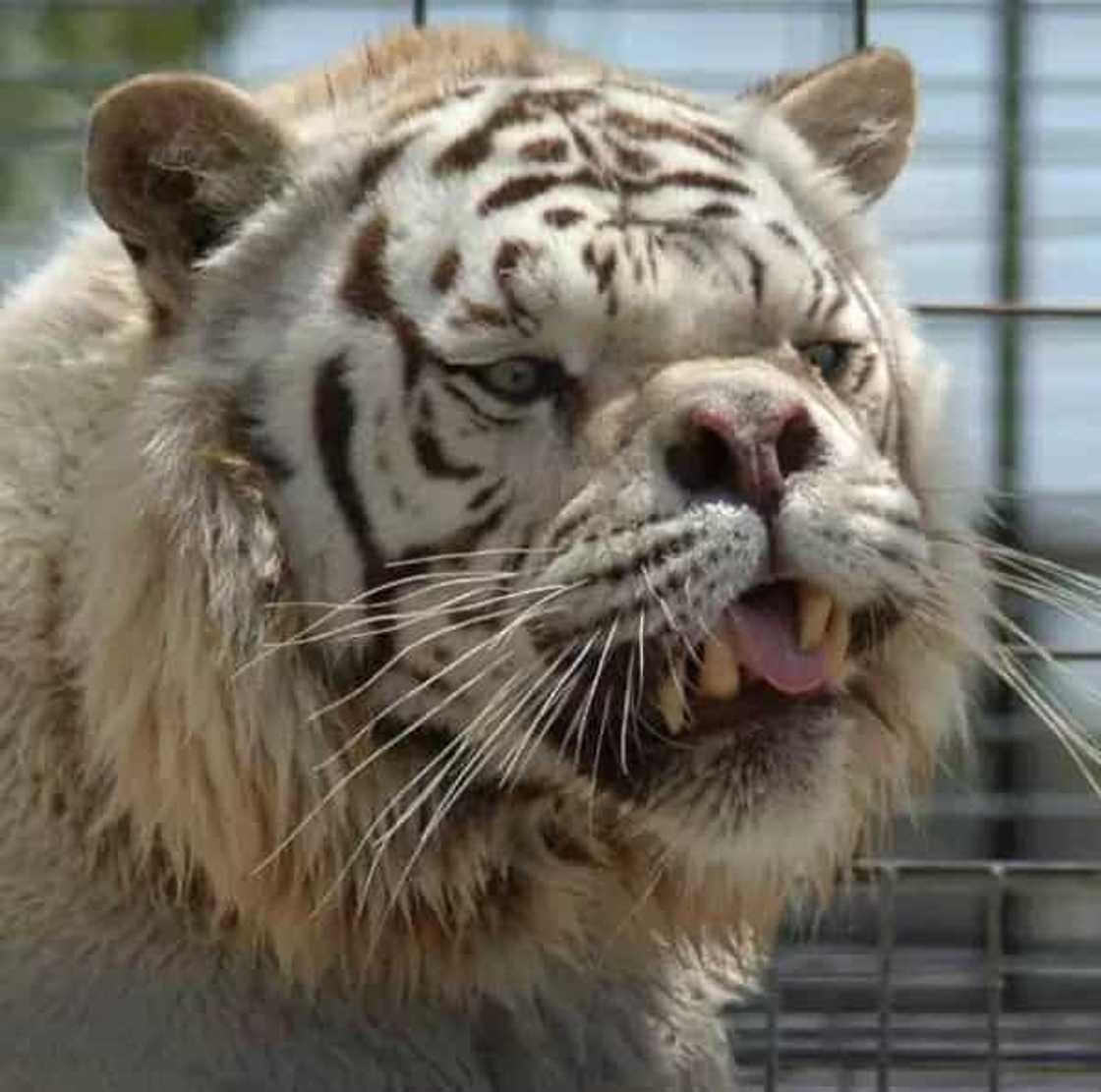 Say hello to Kenny, the inbred white tiger with down syndrome Say hello to Kenny, the inbred white tiger with down syndrome
