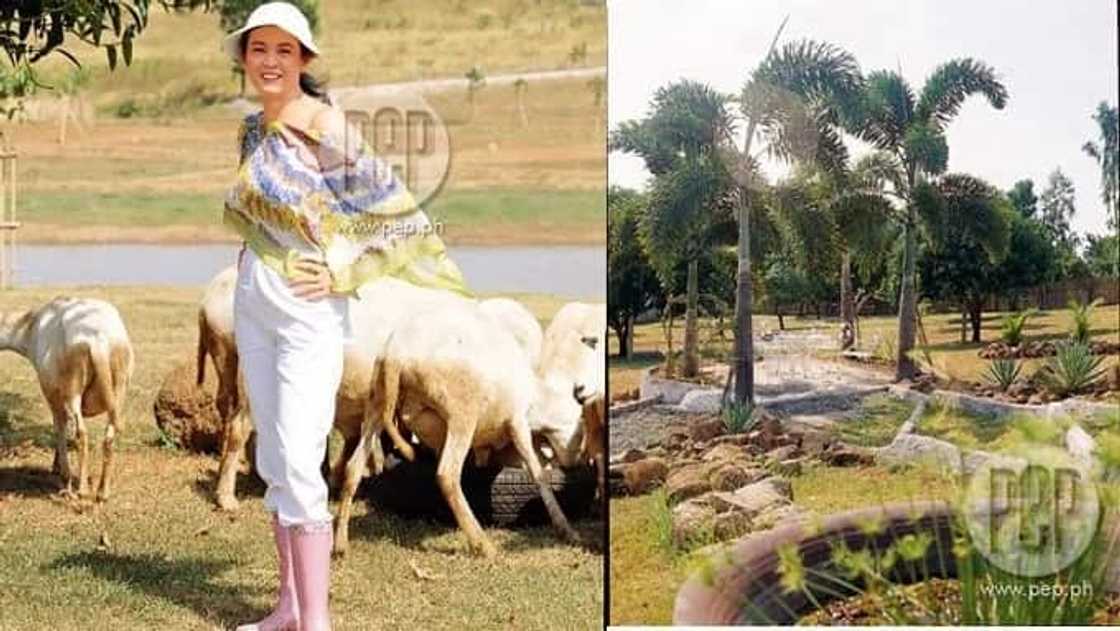 6 Celebrities who get their fruits and vegetables from their own farm and garden 6 Celebrities who get their fruits and vegetables from their own farm and garden