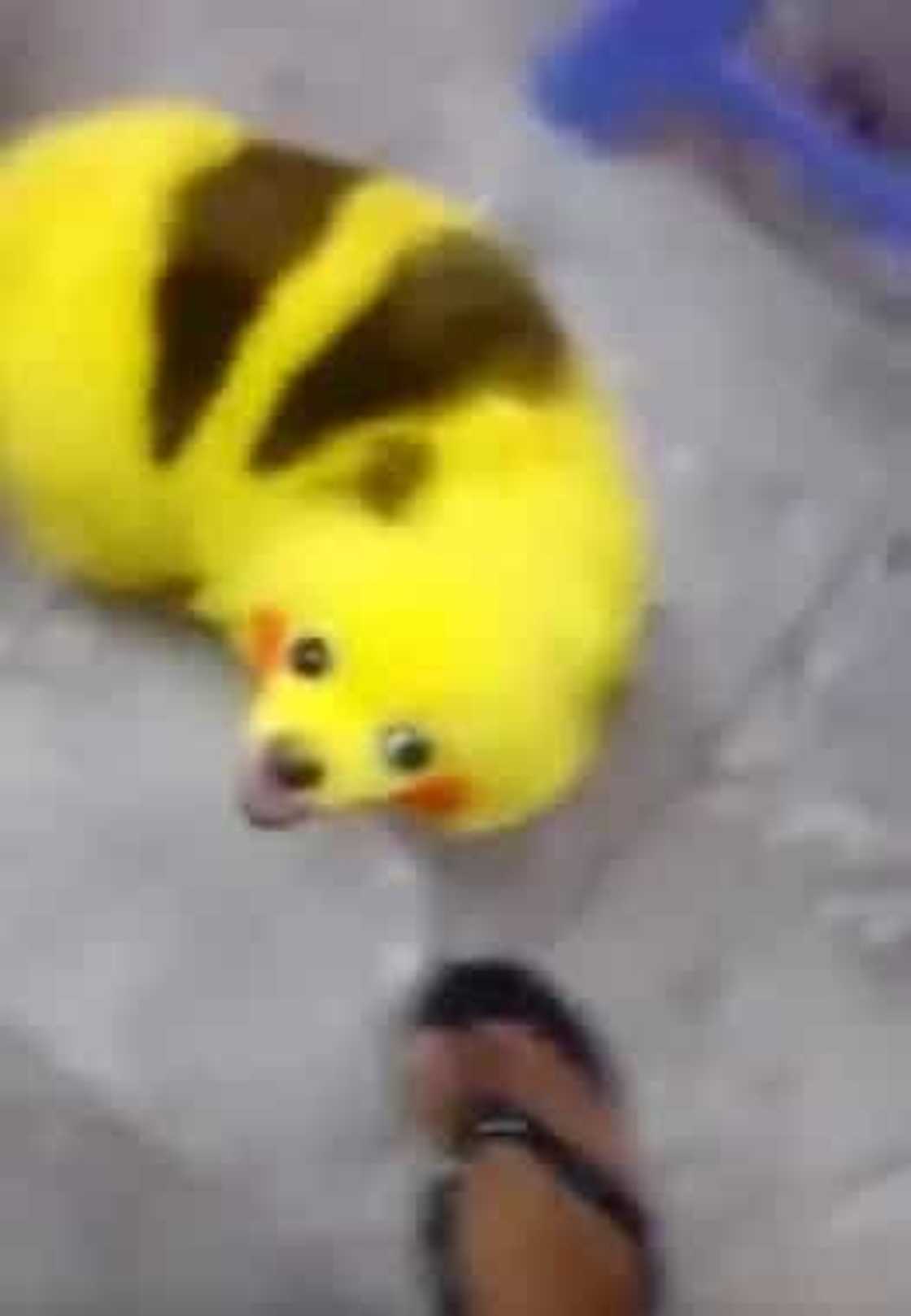 Pokemon fan outraged 'netizens' with his dog's viral video