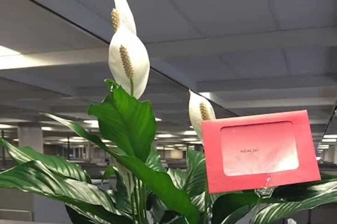 My wife surprised her coworkers when she came out as trans. Then they surprised her... My wife surprised her coworkers when she came out as trans. Then they surprised her...