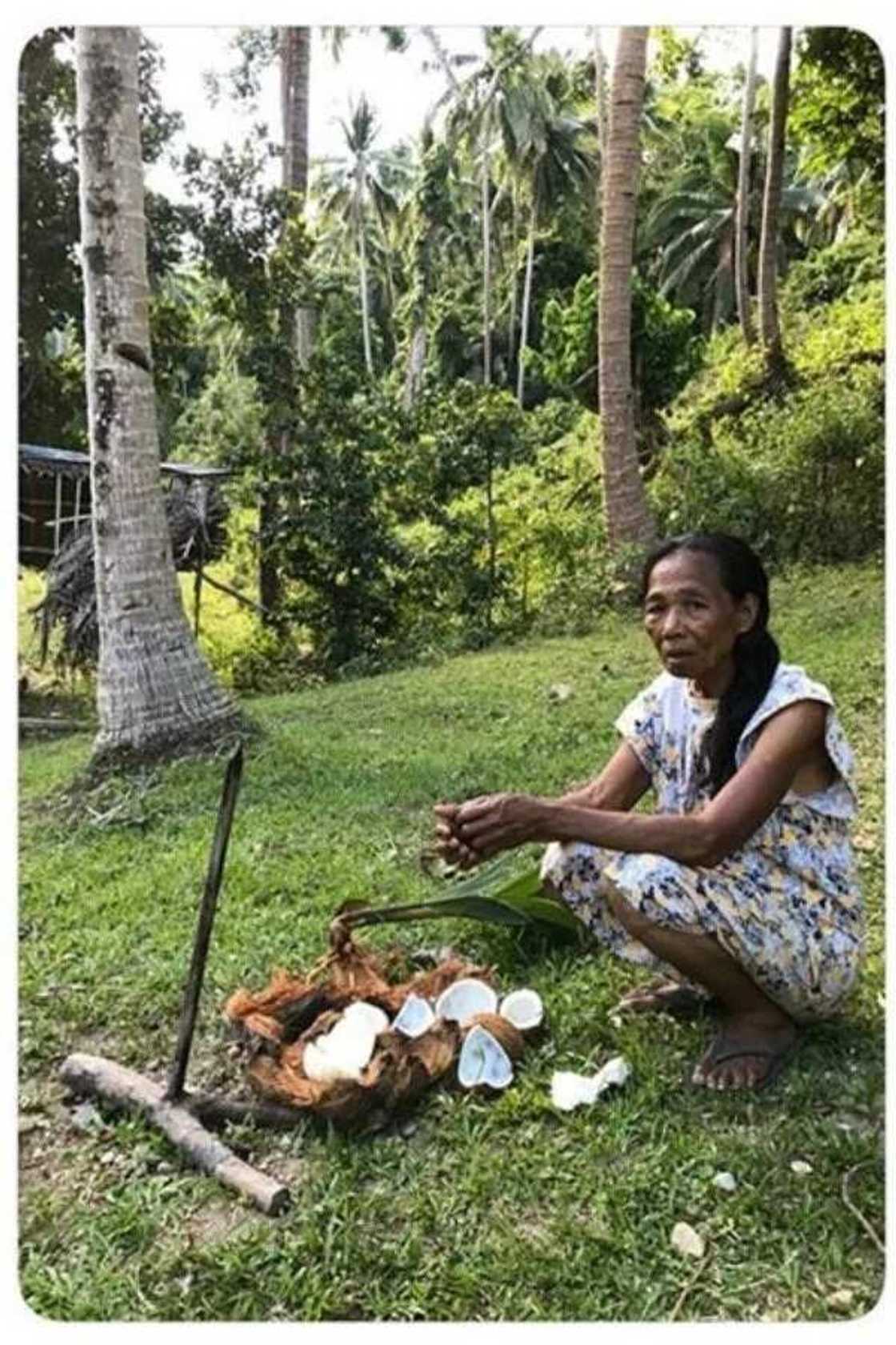 modesta modesta
