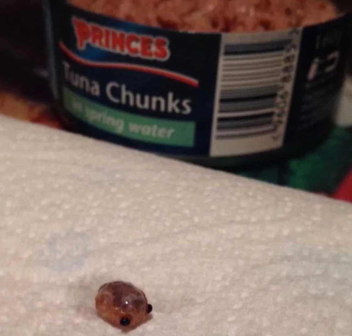 Creepy Creature Creepy Creature