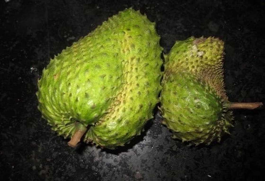 The leaves of soursop are 1.000 times stronger at killing cancer cells than chemotherapy! The leaves of soursop are 1.000 times stronger at killing cancer cells than chemotherapy!