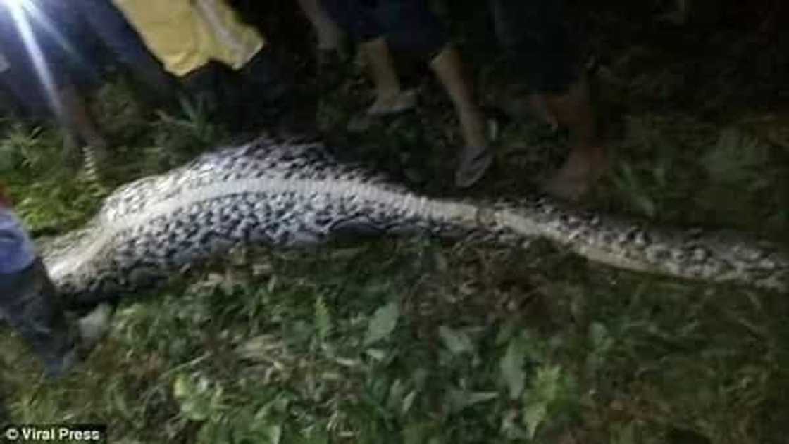In a search for a missing neighbor, locals spotted a reticulated python. After killing this fattened monster they stop leaving their houses by night. In a search for a missing neighbor, locals spotted a reticulated python. After killing this fattened monster they stop leaving their houses by night.