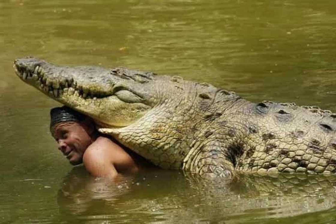Dangerous friendship: meet the man who swims daily with a 5-meter crocodile Dangerous friendship: meet the man who swims daily with a 5-meter crocodile