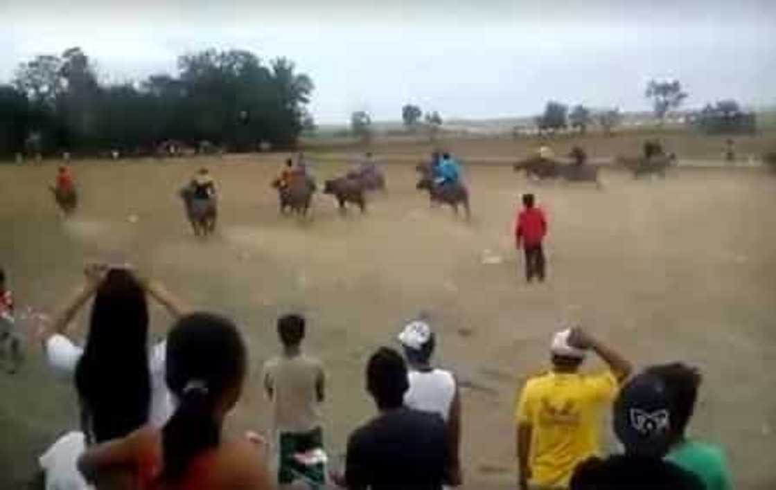 Video of Carabao race went viral Video of Carabao race went viral